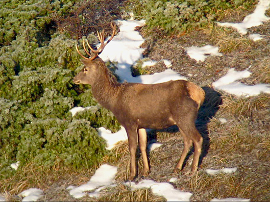 PASSIONE PER IL CERVO